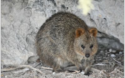 ROTTNEST ISLAND
