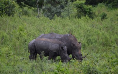 Le Parc KRUGER et White River – 13 décembre 2017