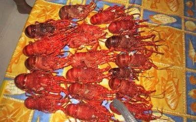 De la Martinique au Vénézuela