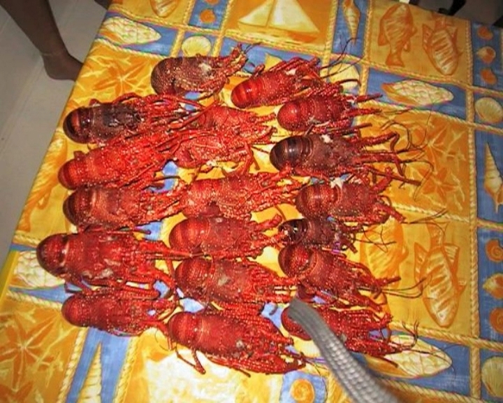 De la Martinique au Vénézuela