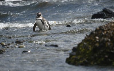 24 Janvier – A bord du Ventus – Baie Ainsworth et Ilots Tuckers